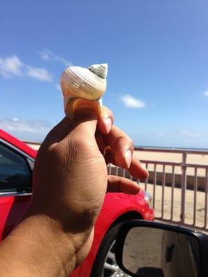 $1.85 per shell!! So amazing!!