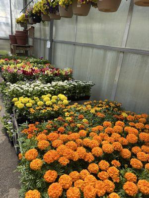 Masterson's Garden Center & Aquatic Nursery