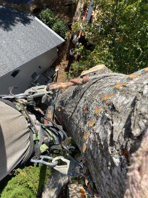 Golden Corner Arboriculture