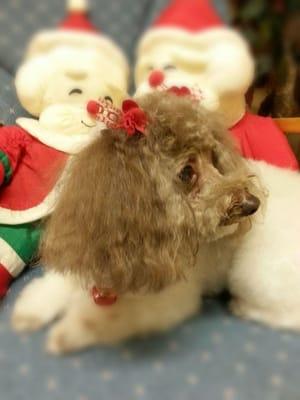 Pampered Pooch Salon