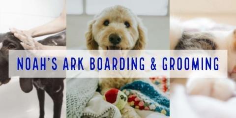 Noah’s Ark Boarding