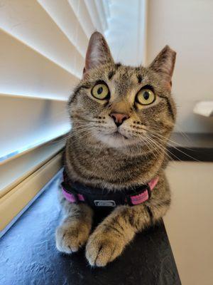 Yogi's nemesis : THE Mau.