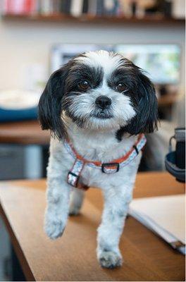 Todd Jersey Architecture Inc.