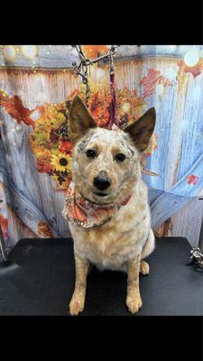 Sud Z Pawz Mobile Dog Grooming