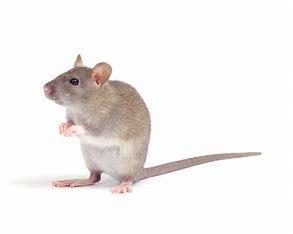 Nash Pest Management