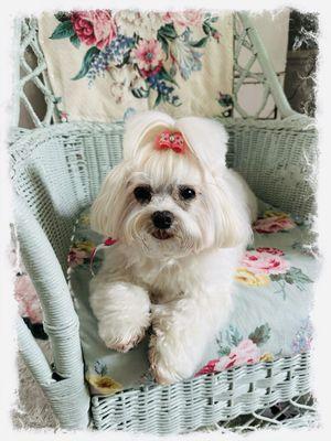 Lilly, Maltese groomed by Heather