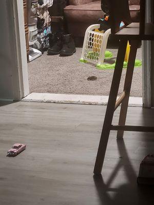 Insect X Pest Solutions