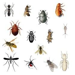 ACME Pest Management