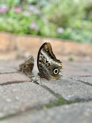 The Original Butterfly House