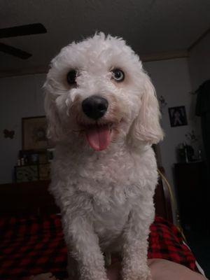 Sherry's Pampered Pets