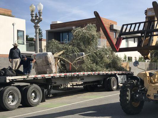 Olive trees delivery