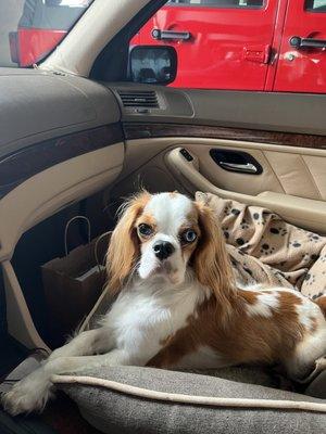 Strawberry Hill Animal Hospital