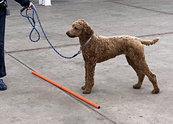 Beginner Obedience dog training