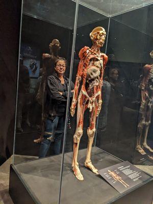 BODY WORLD RX Peoria IL Exibit of real human specimens