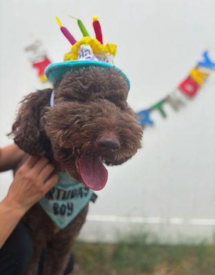 Preppy Pet Fort Myers