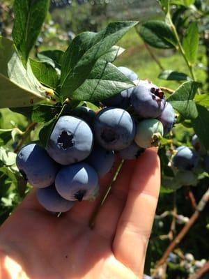 Northridge Blueberries