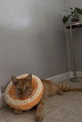 Bellwood Animal Hospital