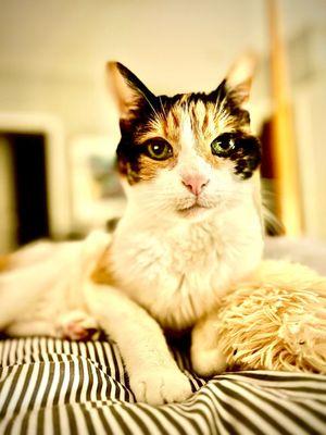 Evergreen Veterinary Clinic