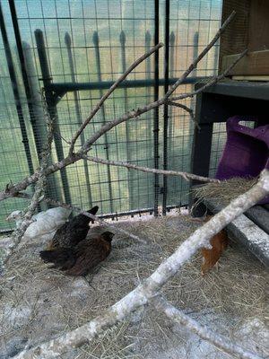 Pearl, Nadine, India,Reba