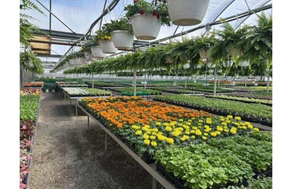 McAdams Greenhouse