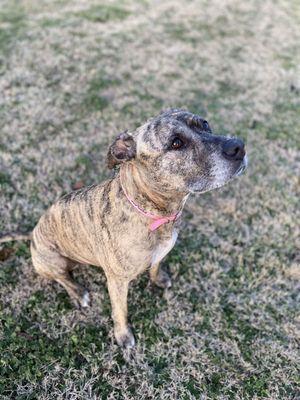 About Judah K9 Training