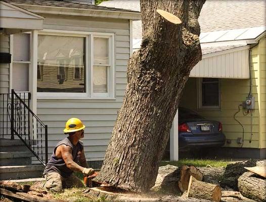 MYTREEMAN Tree & Stump Removal Service