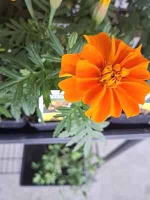 Grace's Hydro-Organic Garden Center