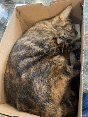 Old Forge Animal Hospital