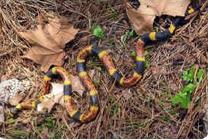 Animal Control Wildlife