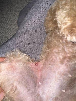 Apparently people who works in this place are beginners, I took my dog for a haircut and they almost left her hairless and they cut her sk