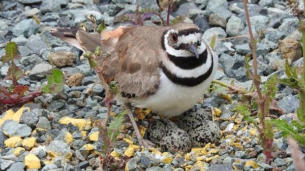 Be careful if you are in space 30, there is a killdeer with her eggs there right of there. This was in June 2016