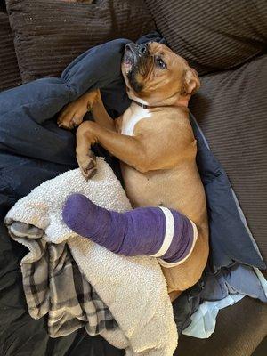 Rosey in her temporary splint.