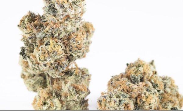 Hollywood Plug Delivery