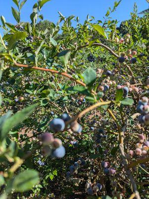 De Farm On Blueberry Hill