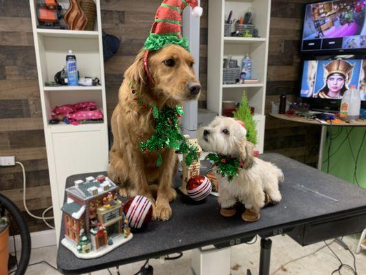 Alvi’s Grooming Spa