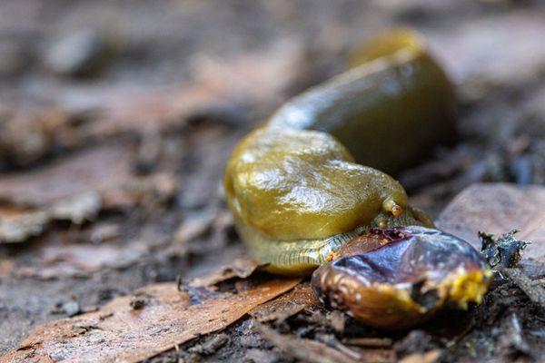 Huckleberry Botanic Regional Preserve