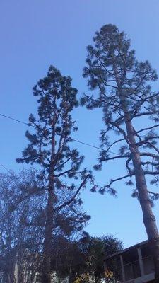 Arbol Tree Service