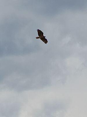 Eagles' flight overhead