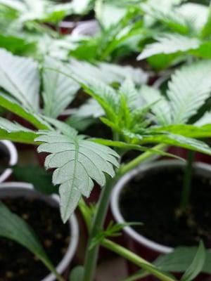 Happy plants mean happy patients.