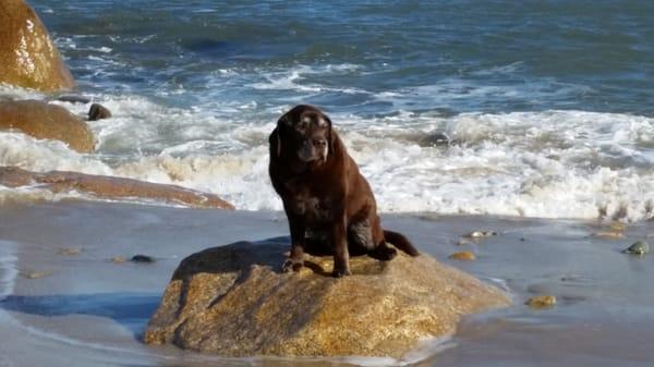 Sue's Pet Services LLC