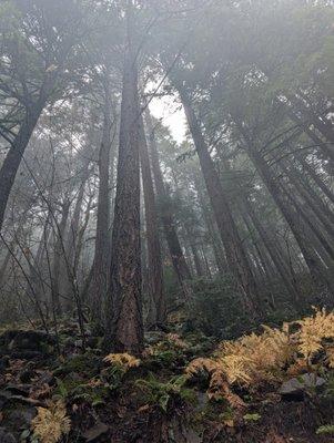 Suds& Scrubs Cleaners & Junk Removal services