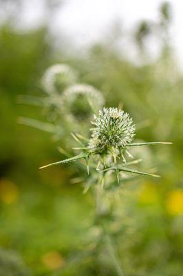 Owls Head State Park