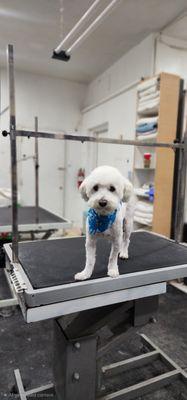 Petland Pet Grooming