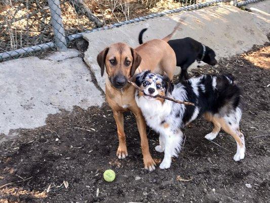 Lewis & Bark Dog Walking