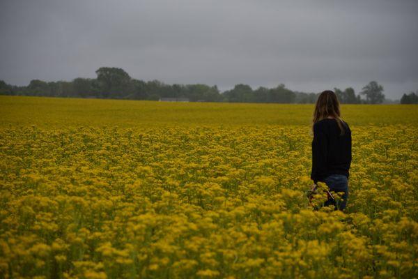 Fields of Goldenrod behind Kickapoo Village