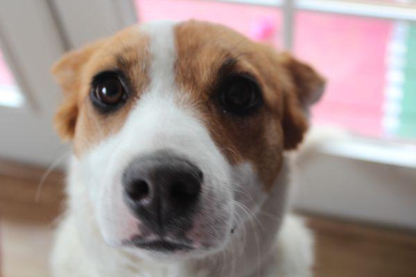 Quality Life Vet Care