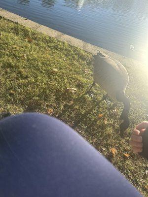 Ritter Springs Park