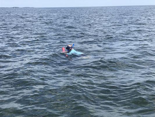 Just hanging out scalloping