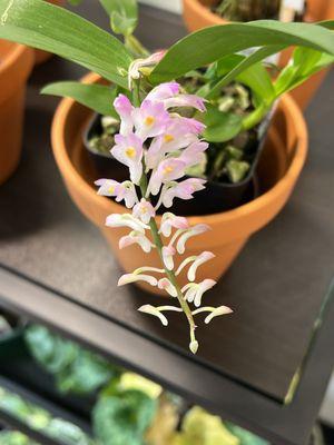 The widest variety of orchids in southern Colorado