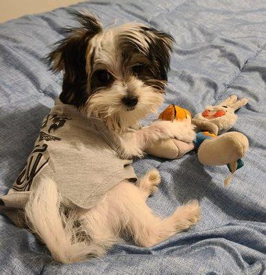 Carter County Animal Hospital